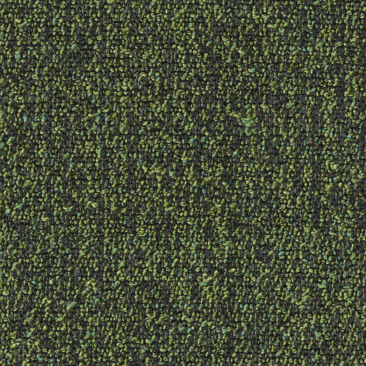 Loop_3519_033_Fir_LCrop_Opt